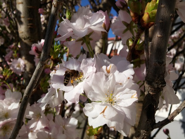 fleissiges Bienchen