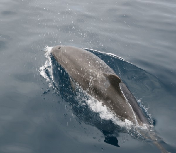 Delphin