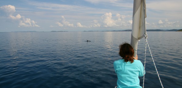 Segeln mit Delphinen