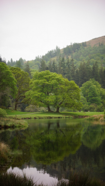 Trees are poems written from the earth up to heaven